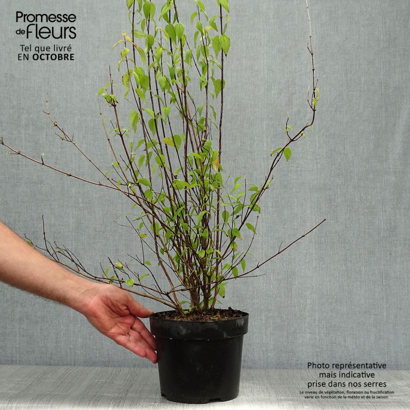 Example of Seringat - Philadelphus polyanthus Mont Blanc Pot de 3L/4L as you get in automne