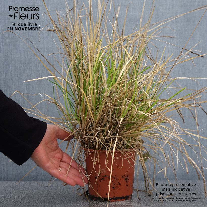 Example of Sesleria argentea - Seslérie argentée Pot de 1L/1,5L as you get in automne