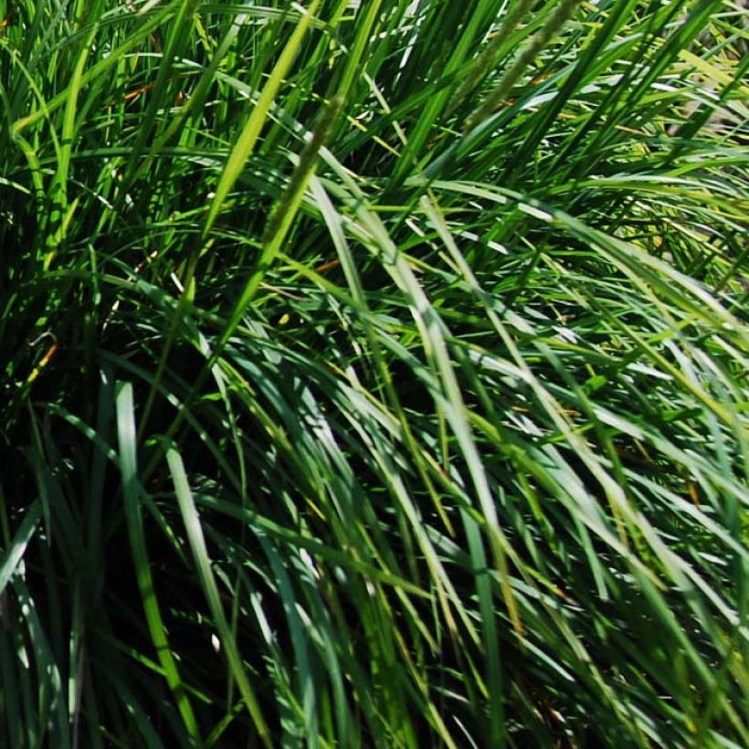 Sesleria autumnalis - Seslérie d'automne (Foliage)