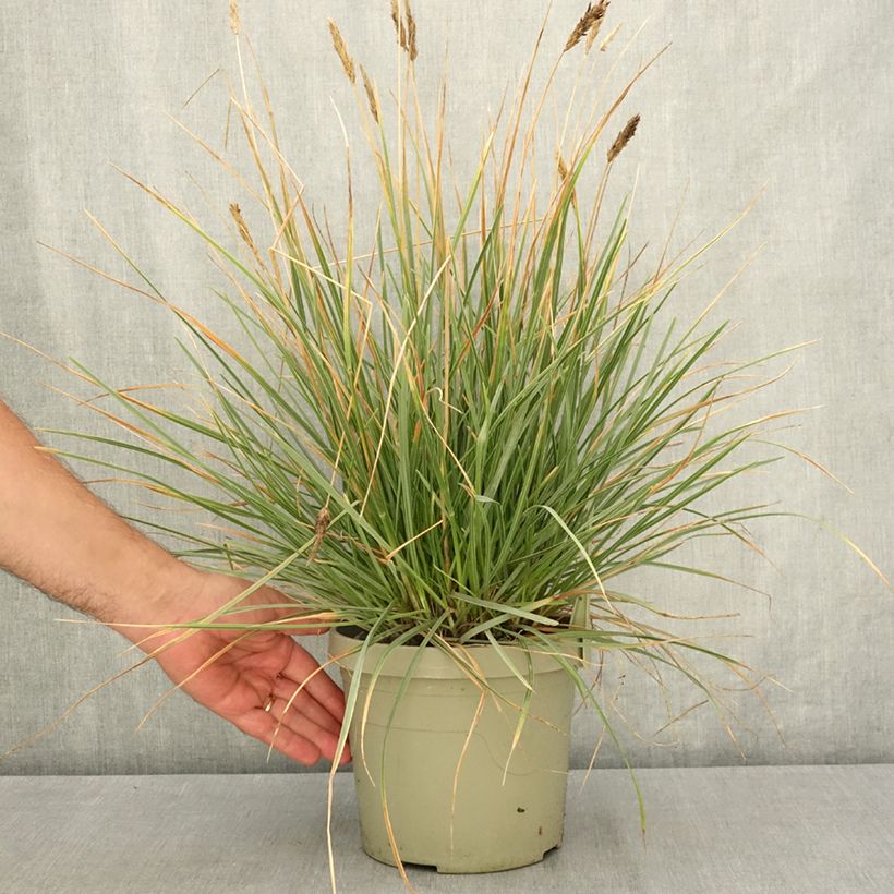 Example of Sesleria heufleriana Blue Porcupine - Seslerie Pot de 3L/4L as you get in ete