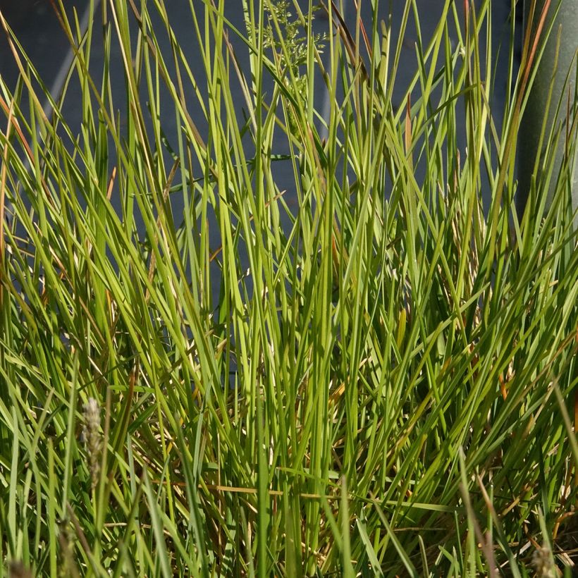 Sesleria sadleriana - Seslérie (Foliage)