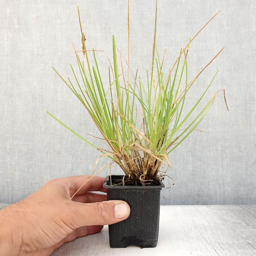 Example of Sesleria sadleriana - Seslérie Godet de 8/9 cm as you get in ete