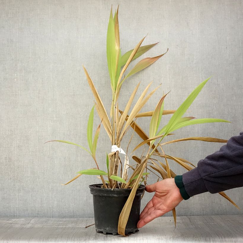 Example of Setaria palmifolia - Herbe-palmier Pot de 2L/3L as you get in automne