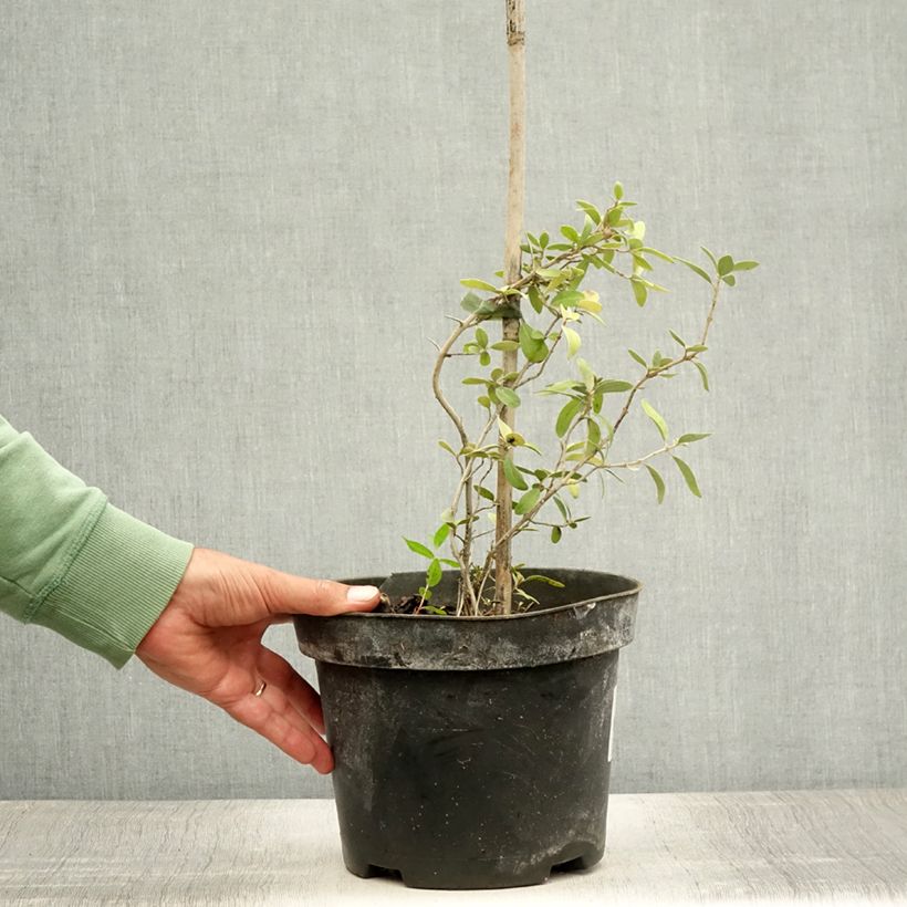 Example of Shepherdia argentea - Shépherdie argentée Pot de 3L/4L as you get in ete
