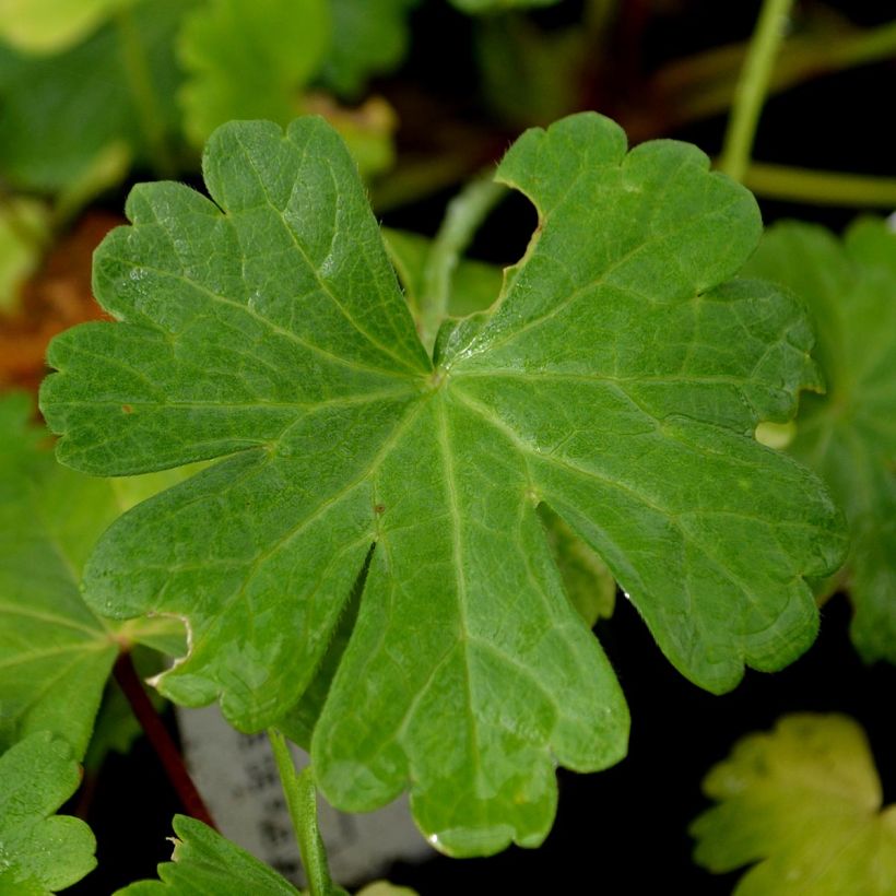 Sidalcea ou sidalcée candida (Foliage)