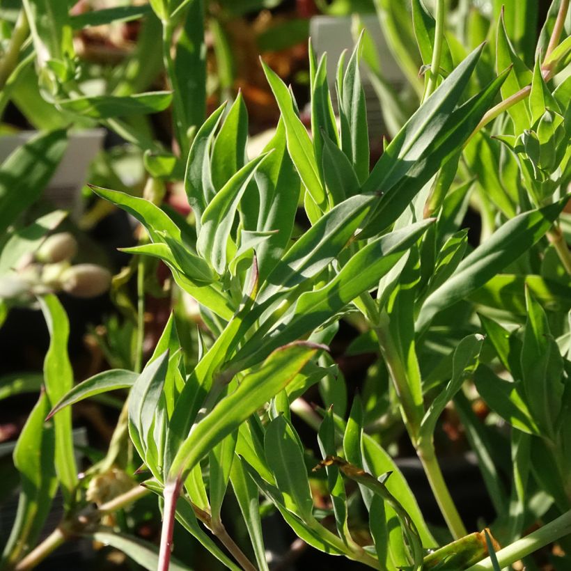Silène enflé ou commun - Silene vulgaris (Foliage)
