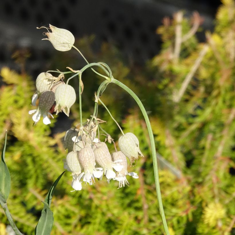 Silène enflé ou commun - Silene vulgaris (Flowering)