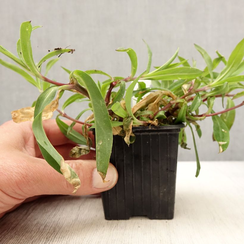 Example of Silène enflé ou commun - Silene vulgaris Godet de 8/9 cm as you get in printemps