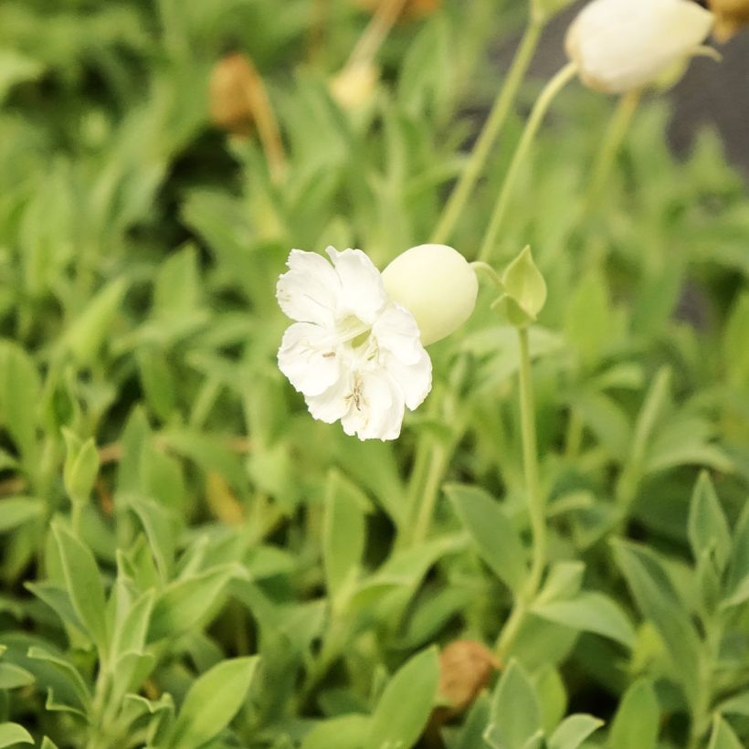 Silène maritime Weisskehlchen - Silène maritime (Flowering)