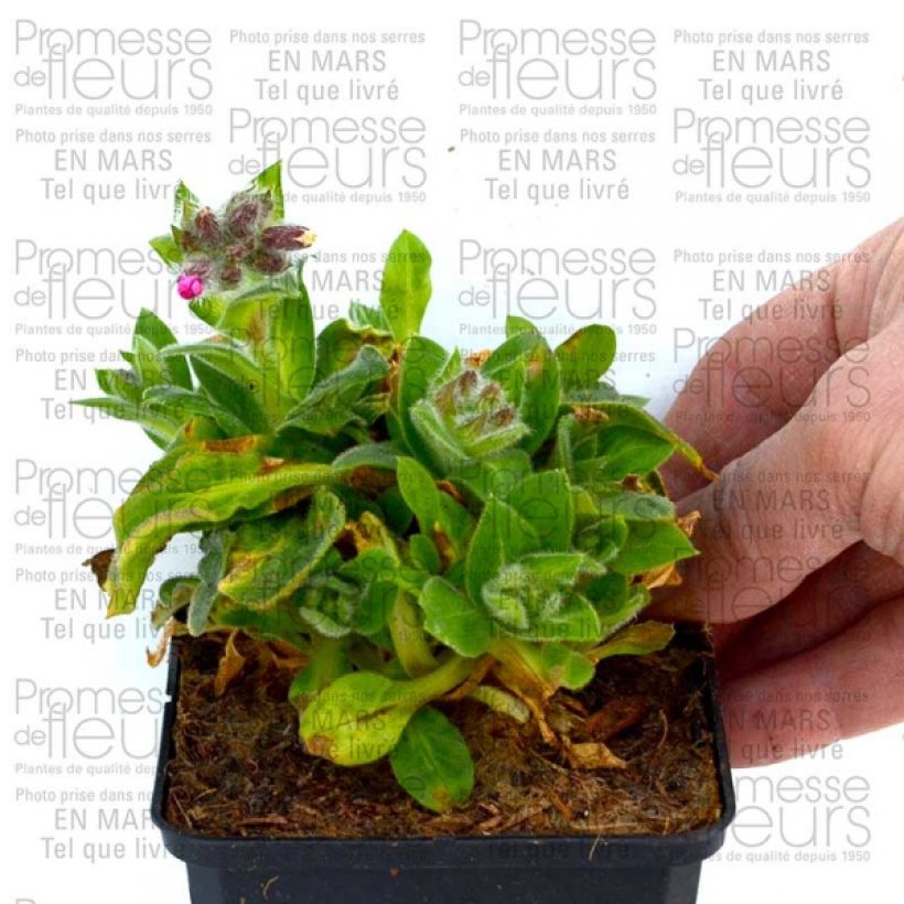 Example of Silène rub. Rollies Favorite - Silene robotii Godet de 7/8 cm as you get