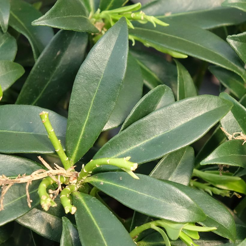 Skimmia du Japon Marlot - Skimmia japonica  (Foliage)
