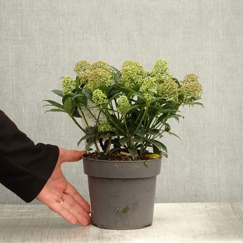 Example of Skimmia du Japon Marlot - Skimmia japonica  Pot de 2L/3L as you get in automne