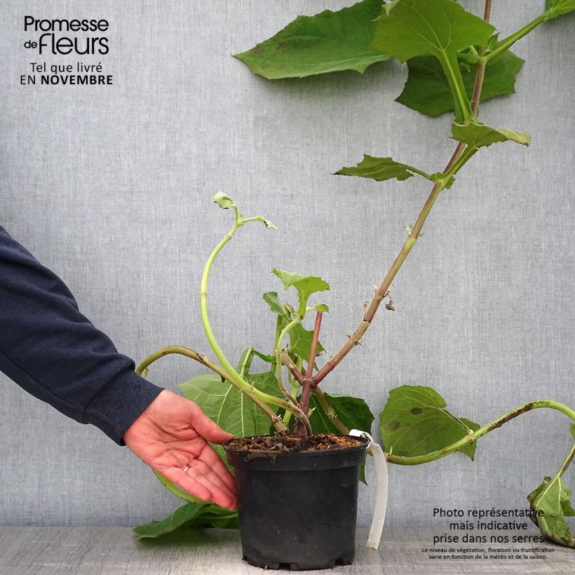 Example of Smallanthus sonchifolius Red Yacon - Poire de terre Pot de 3L/4L as you get in automne