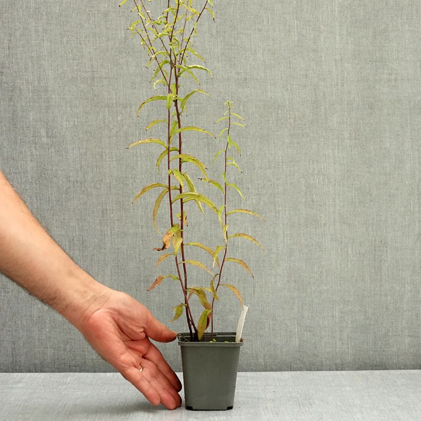 Example of Solidago caesia - Verge d'or bleuâtre Godet de 8/9 cm as you get in ete