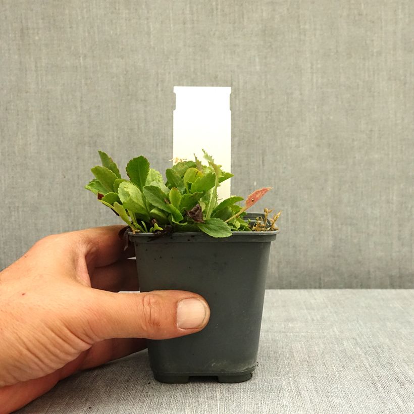 Example of Solidago cutleri - Verge d'or Godet de 8/9 cm as you get in ete