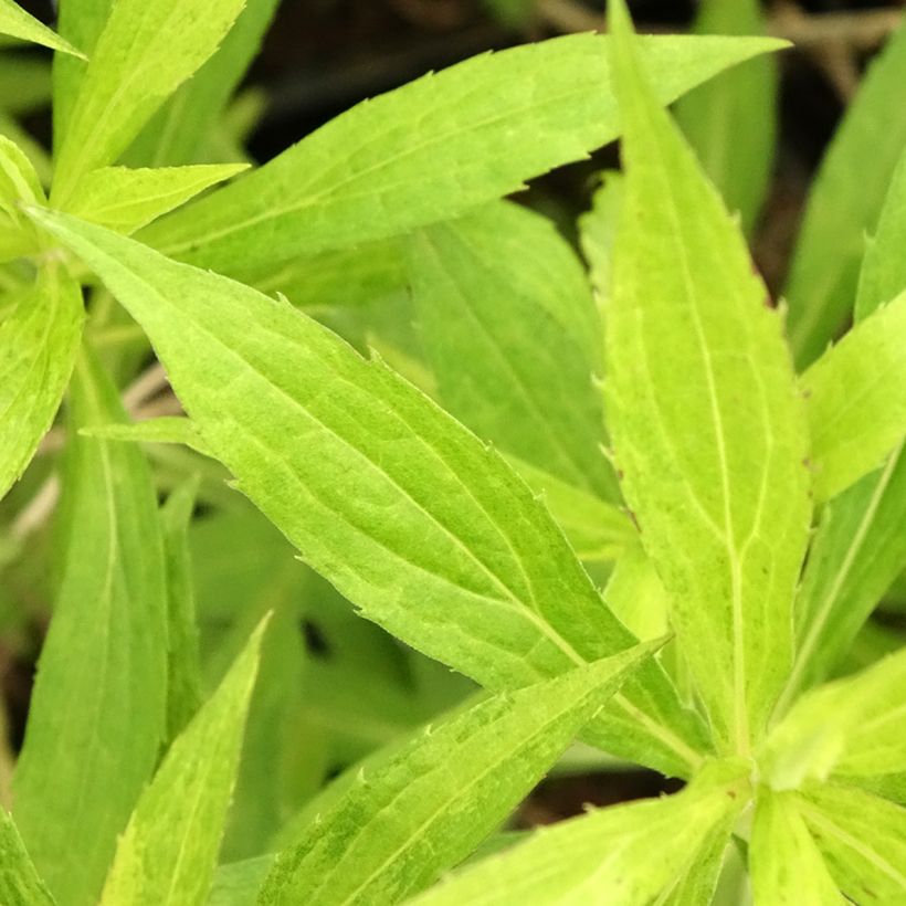 Solidago Golden Mosa - Verge d'or (Foliage)