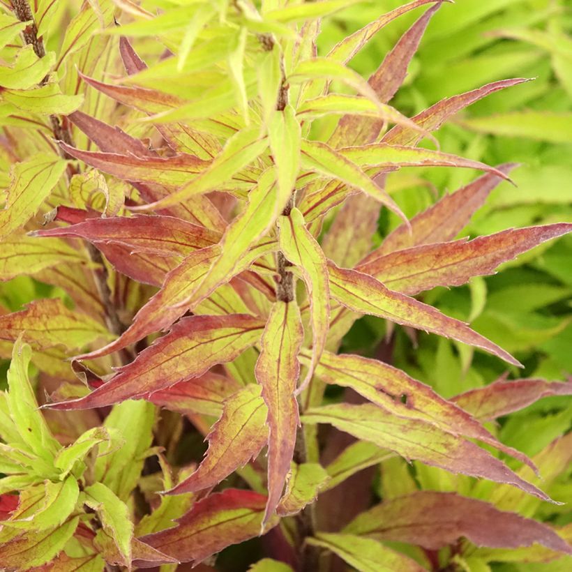 Solidago Spatgold - Verge d'or Spatgold (Foliage)
