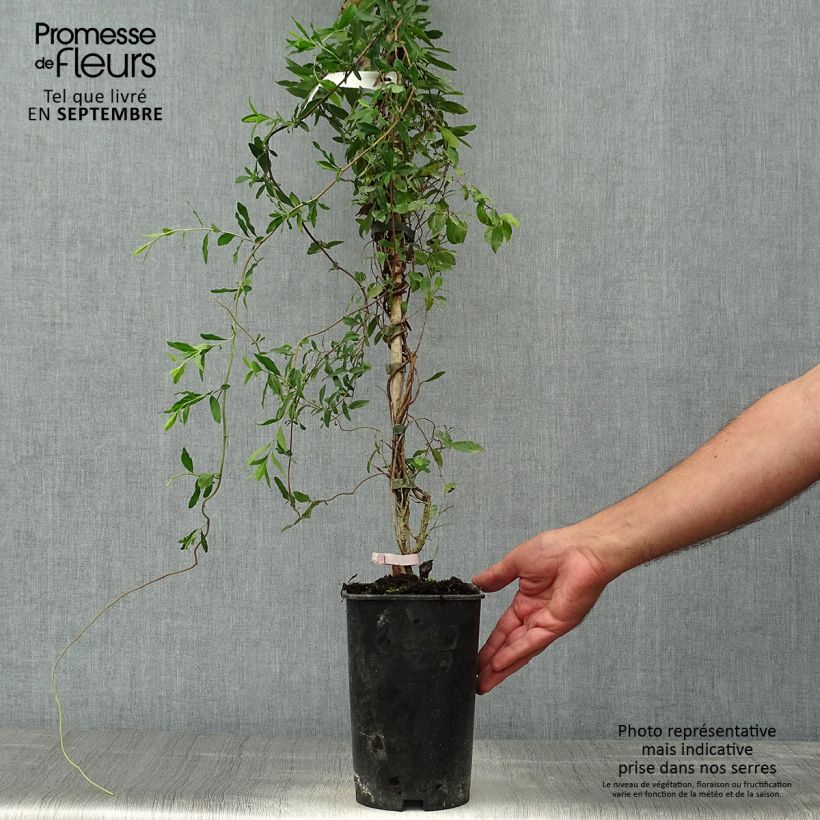 Example of Sollya heterophylla Rosea Pot de 3L/4L as you get in automne