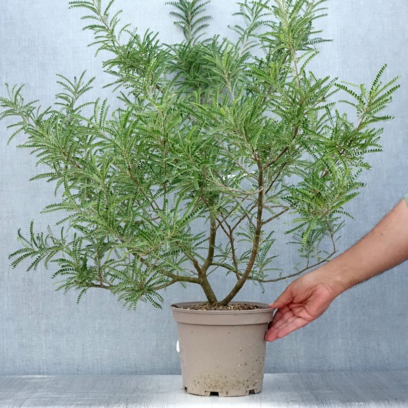 Example of Sophora microphylla Dragon's Gold - Sophora nain Pot de 4L/5L as you get in ete
