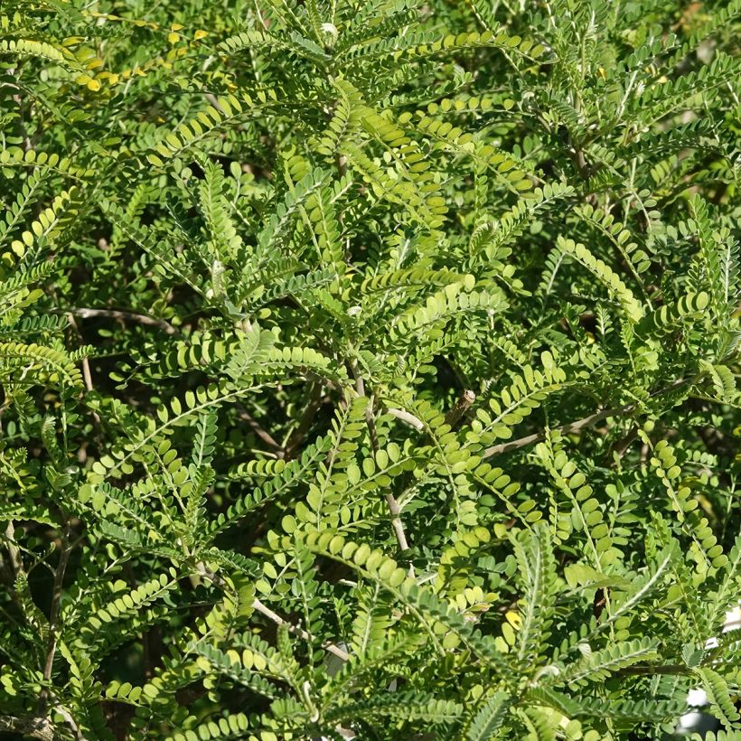 Sophora microphylla Dragon's Gold - Sophora nain (Foliage)
