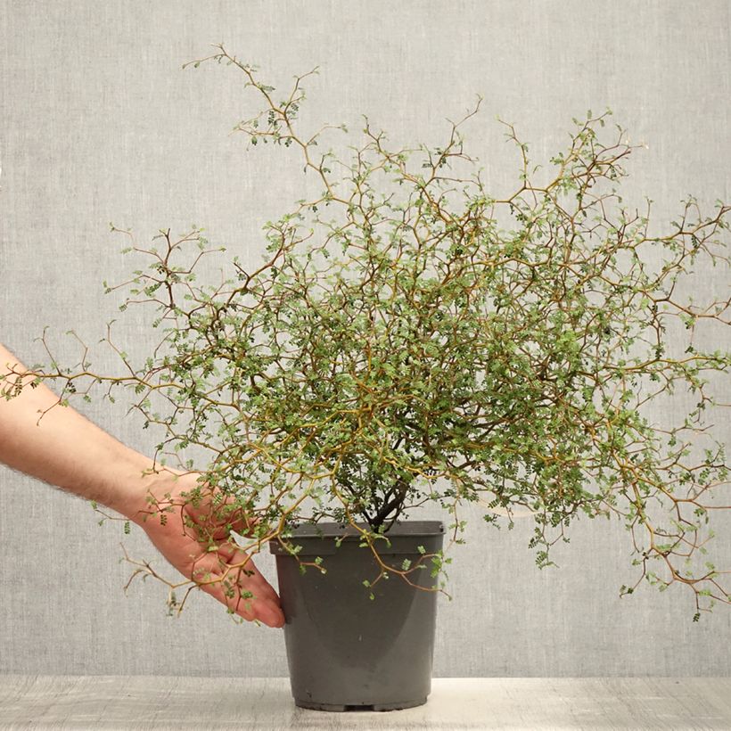 Example of Sophora nain Little Baby Pot de 3L/4L as you get in ete