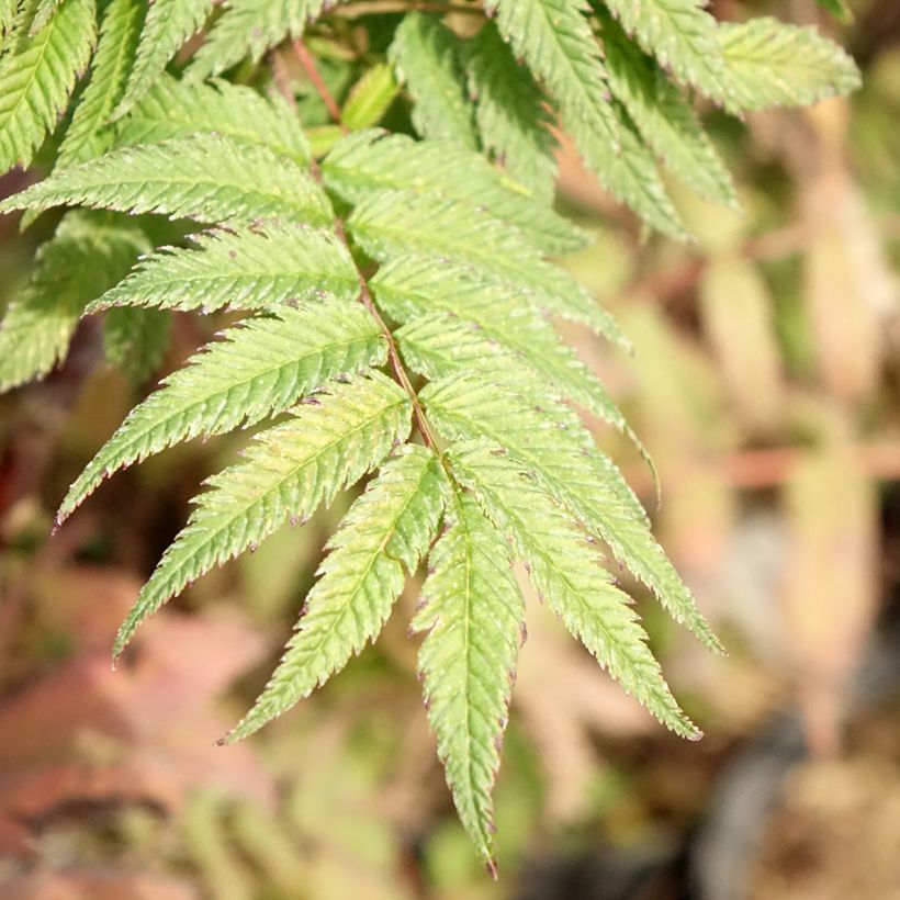Sorbaria sorbifolia Pink Hopi - Fausse spirée à feuilles de sorbier (Foliage)
