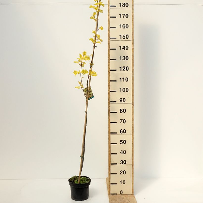 Example of Sorbier des oiseleurs - Sorbus aucuparia Dirkenii Pot de 4L/5L as you get in printemps