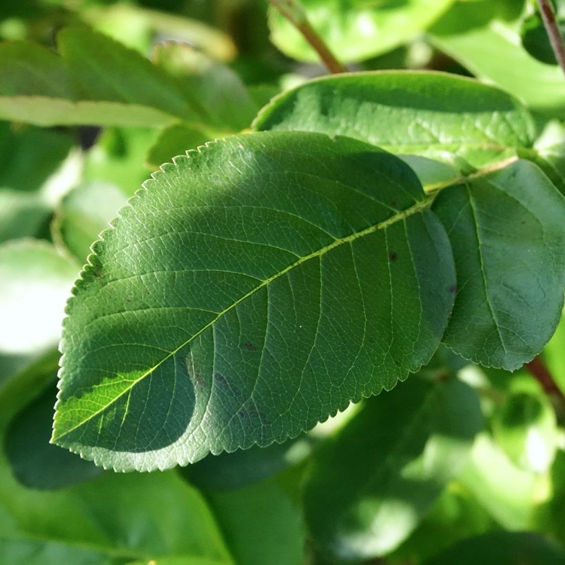 Sorbier hybride - Sorbus Burka (Foliage)