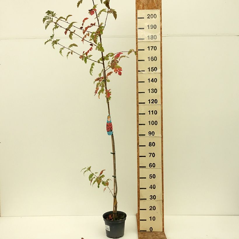 Example of Sorbier hybride - Sorbus Titan Pot de 4L/5L as you get in ete