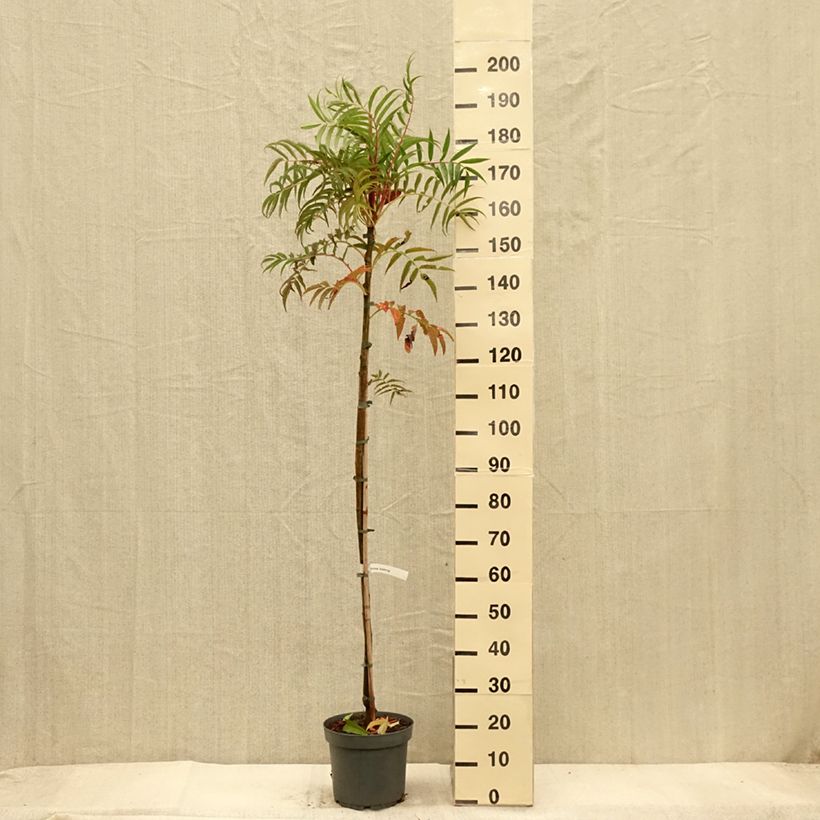 Example of Sorbier - Sorbus commixta Dodong (Olympic Flame) Pot de 7,5L/10L, Baliveau as you get in automne