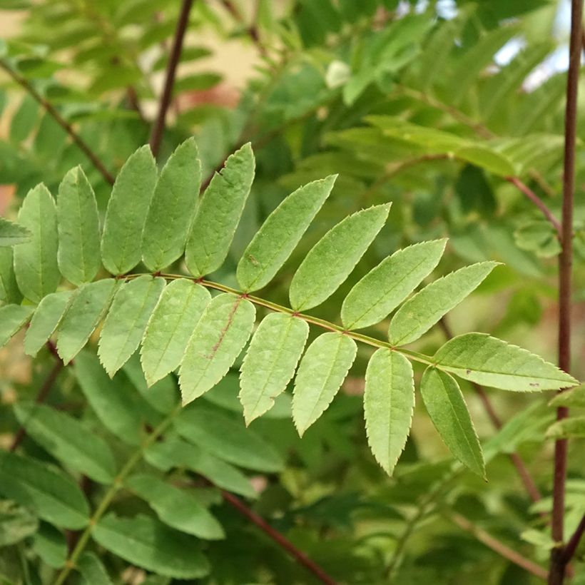 Sorbier - Sorbus arnoldiana Pink Veil (Foliage)