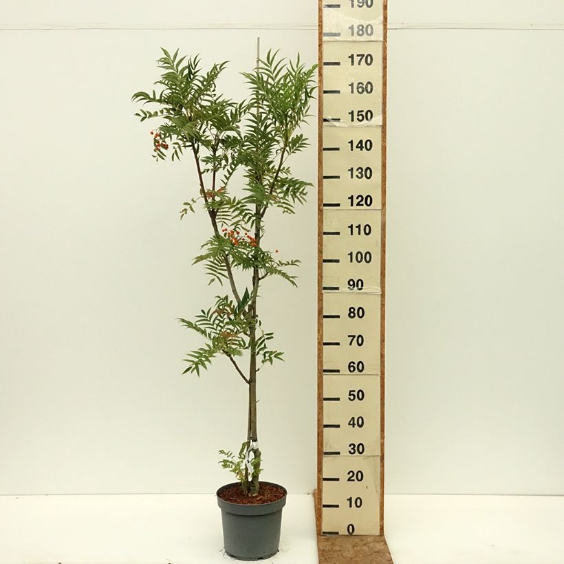Example of Sorbus wilfordii - Sorbier du Japon Pot de 7,5L/10L as you get in ete