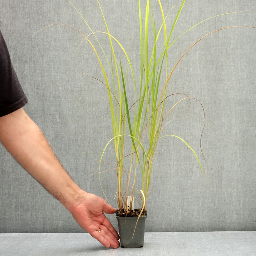 Example of Spartina pectinata Aureomarginata - Spartine pectinée panachée Godet de 8/9 cm as you get in ete
