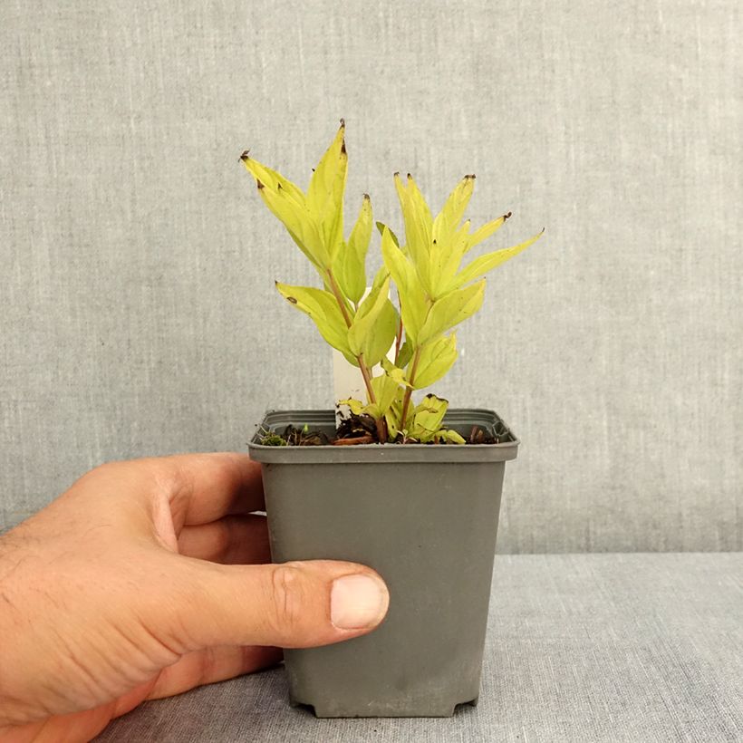 Example of Spigelia marilandica Little Red Head - Spigélie du Maryland Godet de 8/9 cm as you get in ete