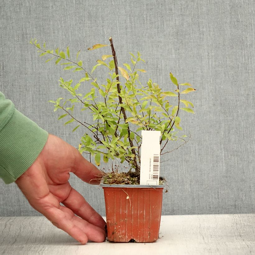 Example of Spiraea arguta - Spirée blanche Godet de 8/9 cm as you get in ete