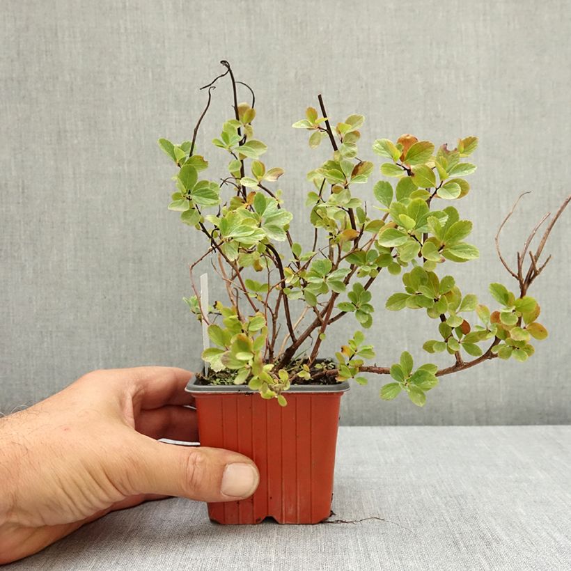 Example of Spiraea betulifolia Island - Spirée à feuilles de bouleau Godet de 8/9 cm as you get in ete