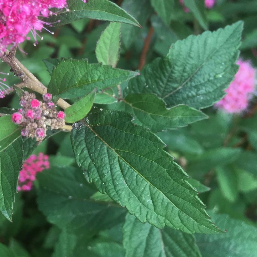 Spiraea bumalda Superstar - Spirée japonaise (Foliage)