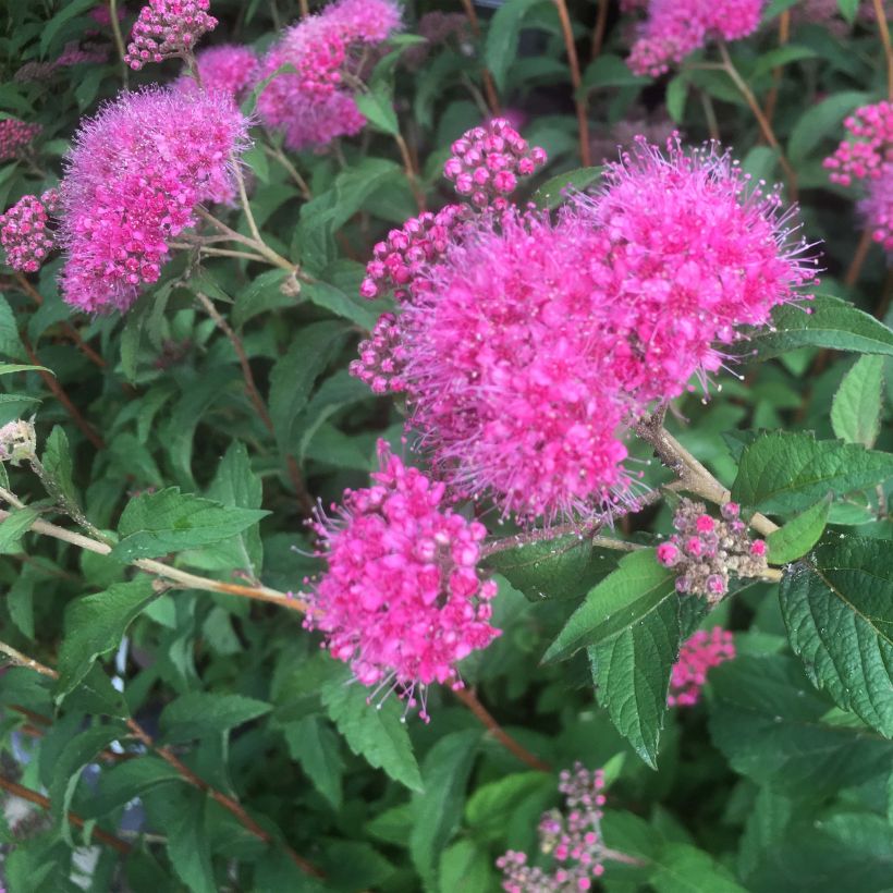 Spiraea bumalda Superstar - Spirée japonaise (Flowering)