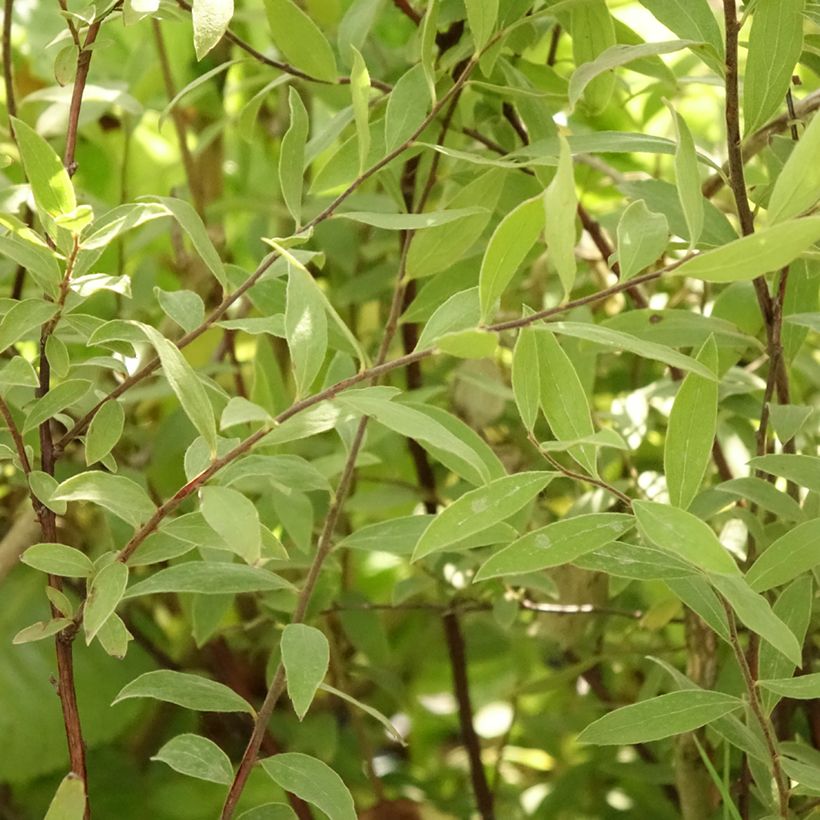 Spiraea cinerea Grefsheim - Spirée dentelée  (Foliage)