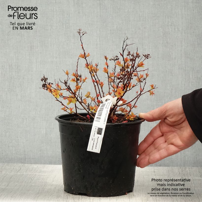 Example of Spiraea japonica Little Flame - Spirée japonaise Pot de 2L/3L as you get in printemps