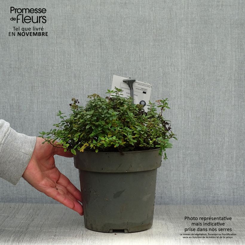 Example of Spiraea japonica Odessa - Spirée japonaise Pot de 2L/3L as you get in automne