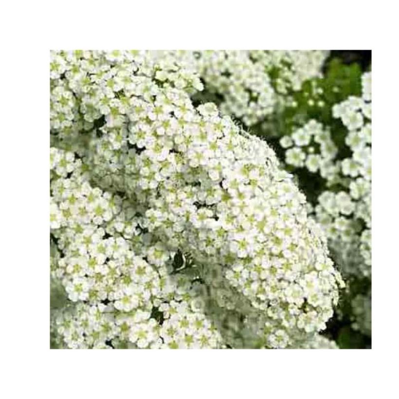 Spirée japonaise - Spiraea nipponica Halward's Silver (Flowering)