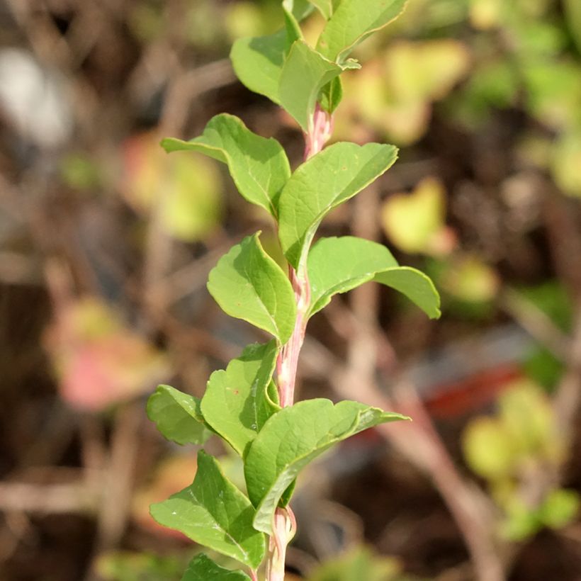 Spiraea nipponica June Bride - Spirée japonaise (Foliage)
