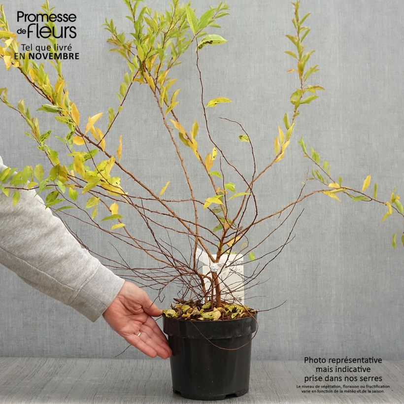 Example of Spiraea prunifolia Goldfire - Spirée à feuilles de prunier Pot de 3L/4L as you get in automne
