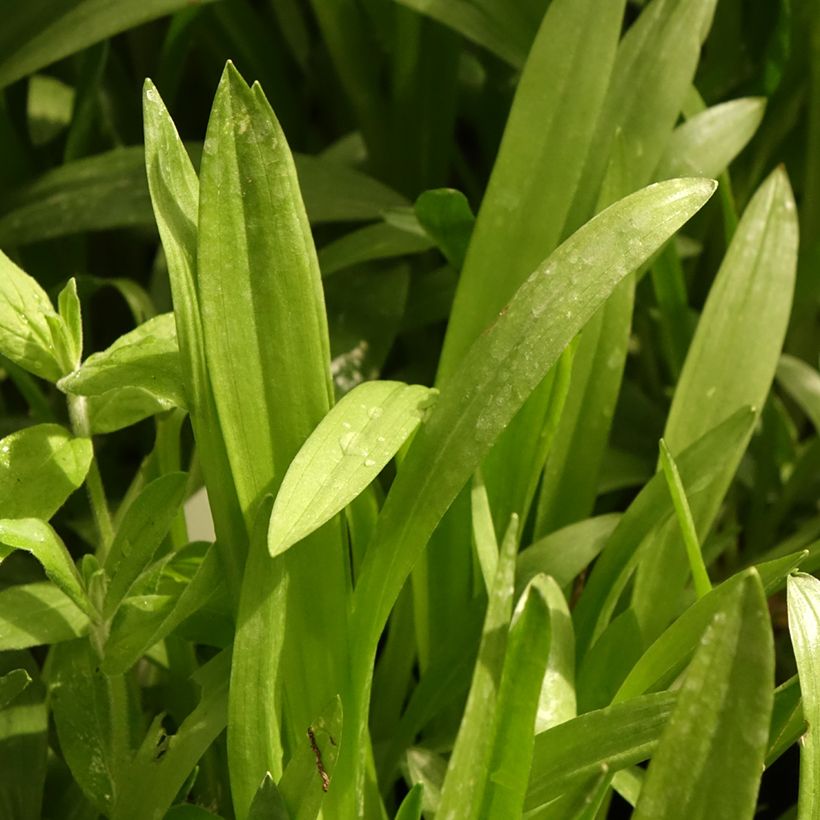 Spiranthes Chadd's Ford - Orchidée terrestre (Foliage)