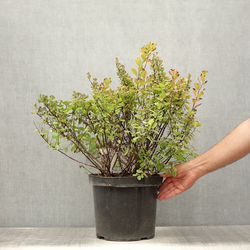 Example of Spirée à feuilles de bouleau Tor Gold - Spiraea betulifolia Pot de 7,5L/10L as you get in ete