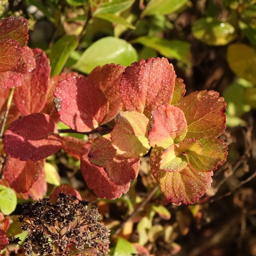 Spirée à feuilles de bouleau Tor Gold - Spiraea betulifolia (Foliage)