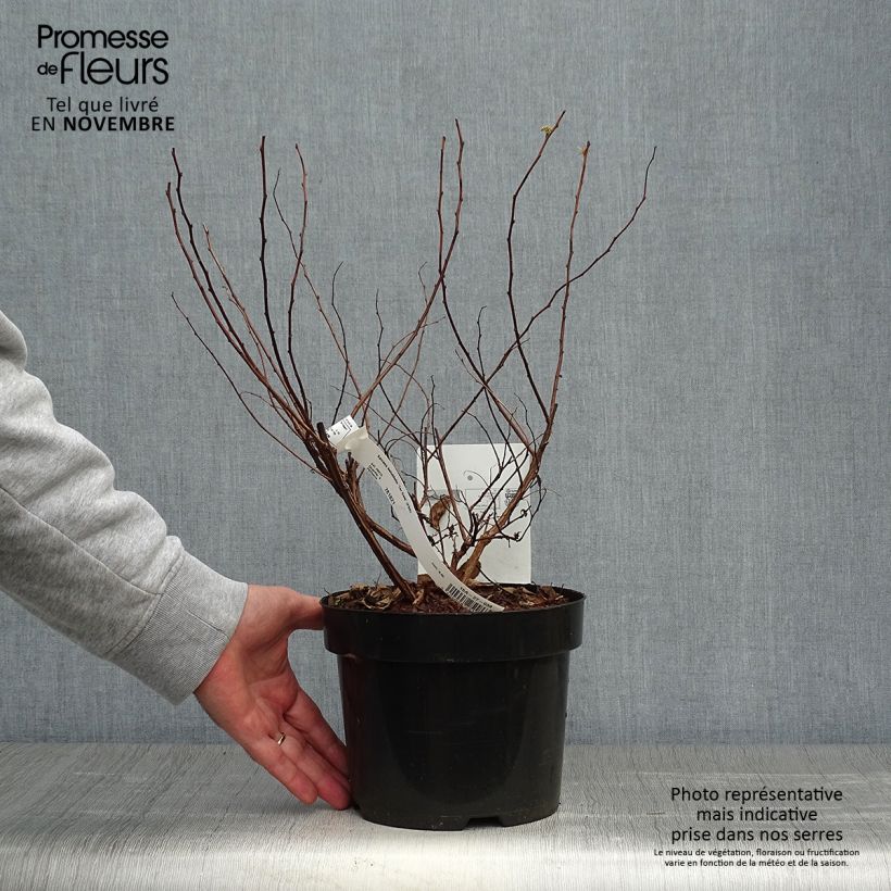 Example of Spirée à feuilles de bouleau Tor Gold - Spiraea betulifolia Pot de 3L/4L as you get in automne