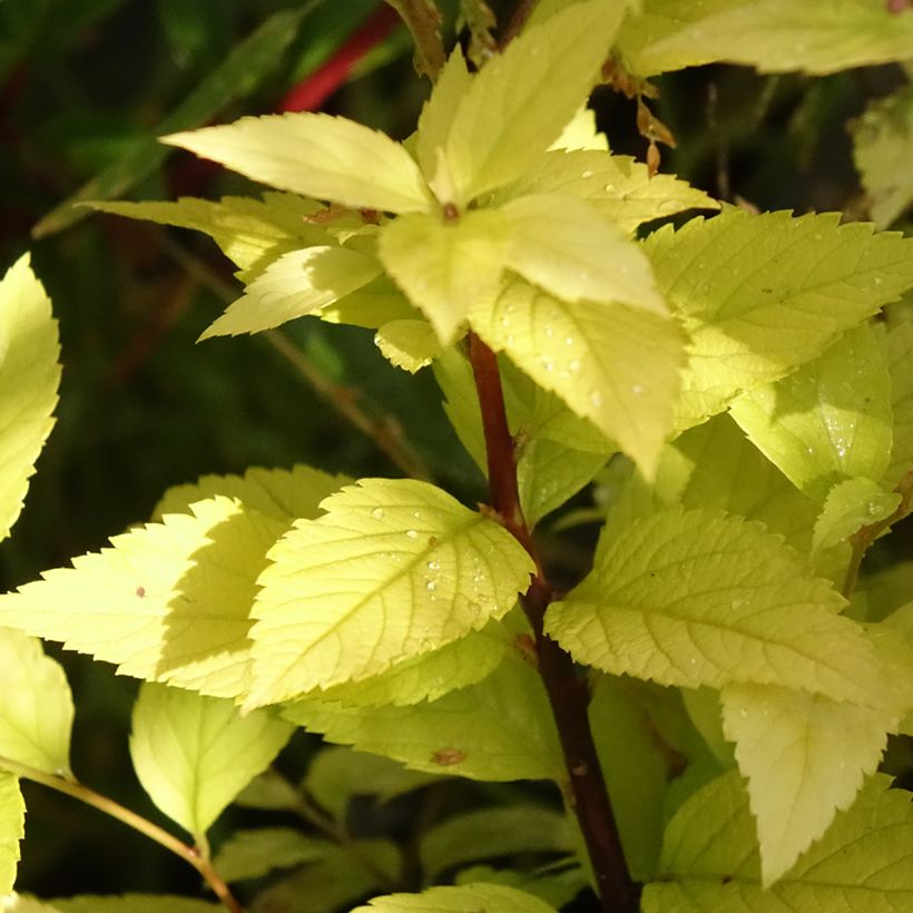Spirée dorée - Spiraea japonica Candlelight (Foliage)