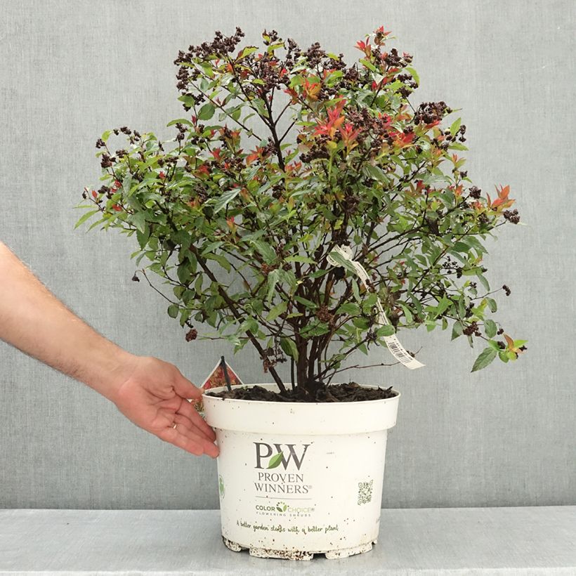 Example of Spirée japonaise Double Play Doozie - Spiraea japonica Pot de 7,5L/10L as you get in ete
